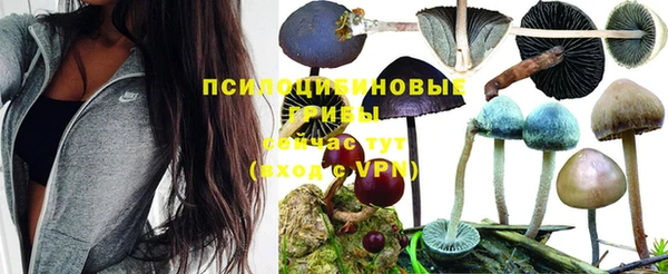 PSILOCYBIN Армянск
